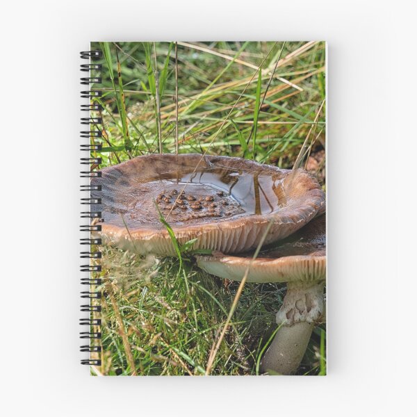 Item preview, Two Amanita rubescens in forest designed and sold by Photopat.