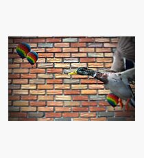 DUCK HUNT Photographic Print