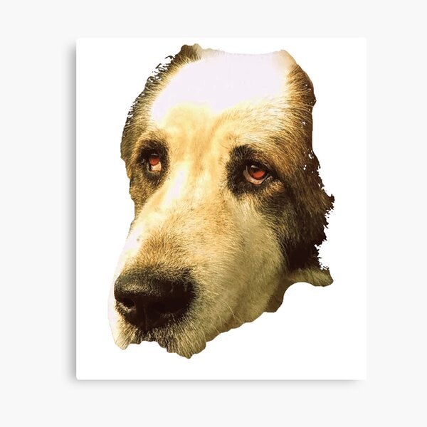 big sad dog Canvas Print