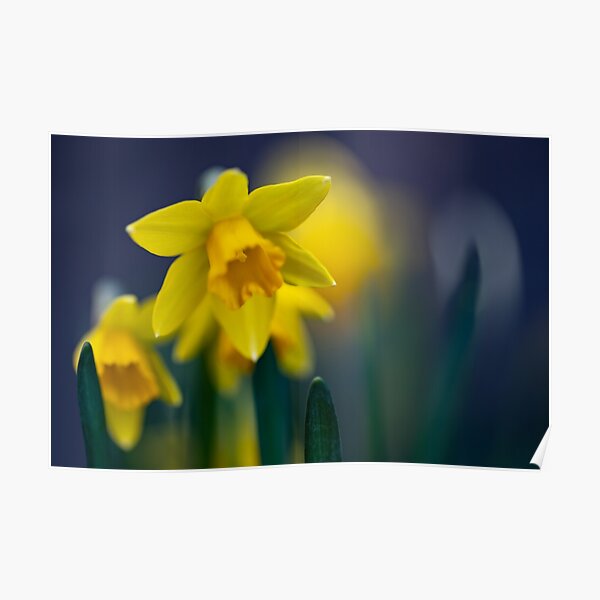 Dreamy daffodils Poster