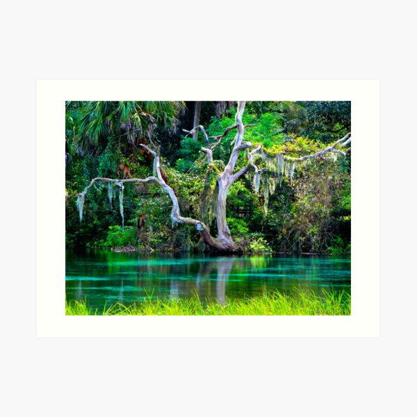 Emerald Paradise, Rainbow Springs Florida Art Print
