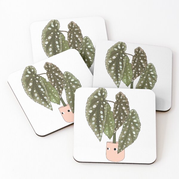 Item preview, Begonia Maculata Potted House Plant Collection designed and sold by laurasgallery.