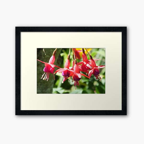 Framed Print