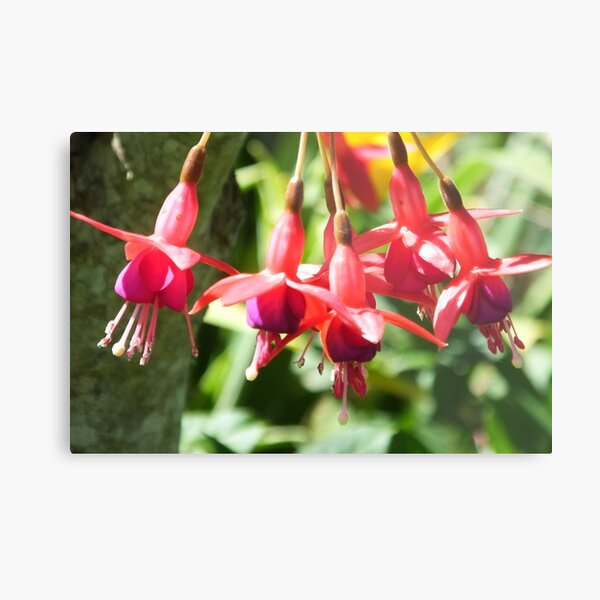 Metal Print