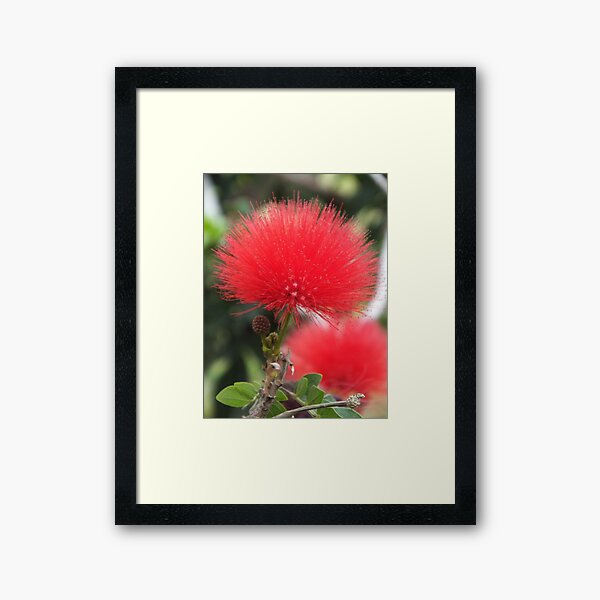 Framed Print