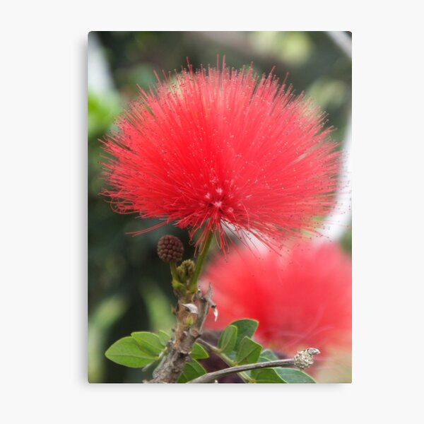 Metal Print