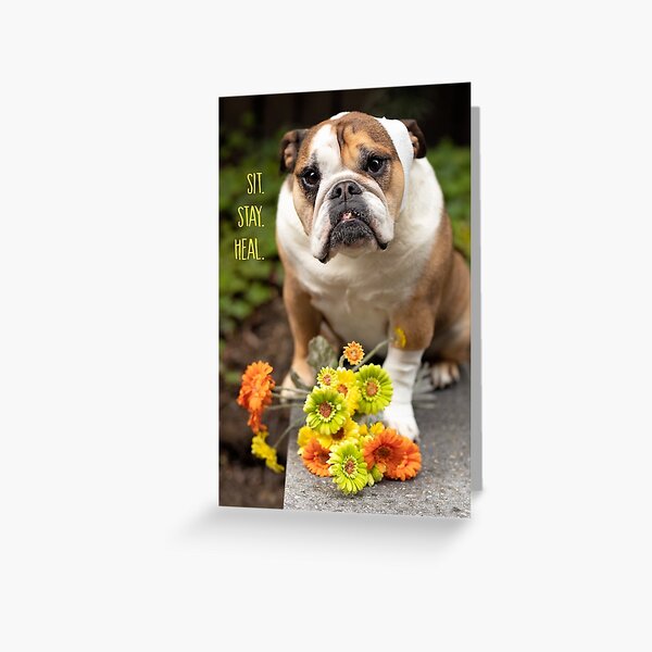 Sit. Stay. Heal. Greeting Card