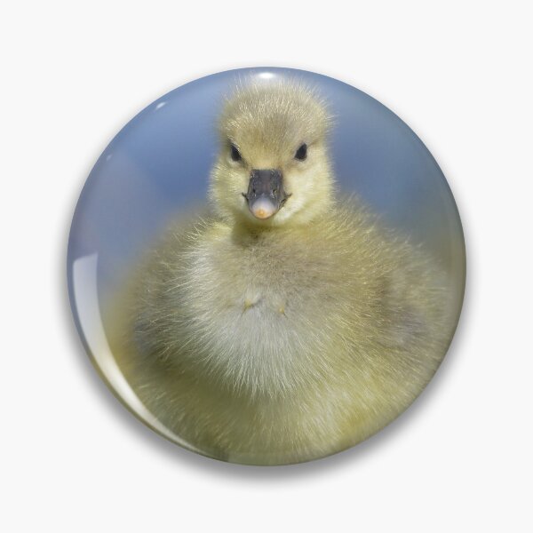 Item preview, Greylag Gosling in Sunshine designed and sold by ClaireChown.
