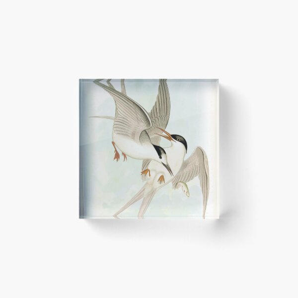 Item preview, White-Fronted Tern & Roseate Tern designed and sold by minimalcinema.
