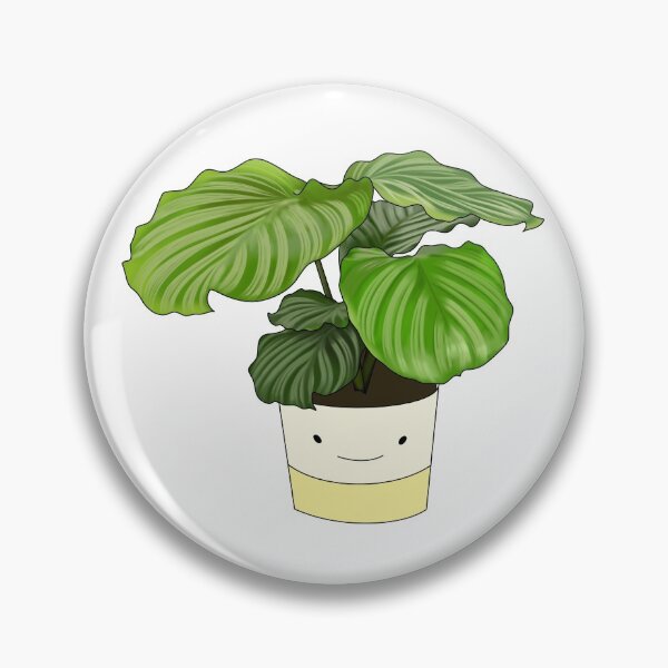 Item preview, Calathea Orbifolia Potted House Plant Collection designed and sold by laurasgallery.