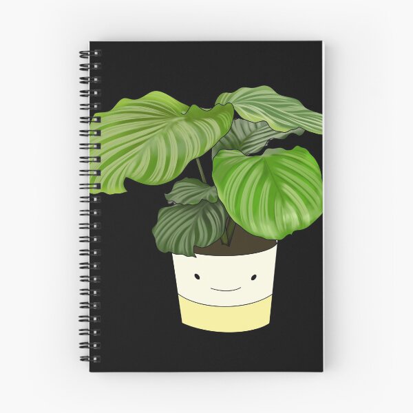 Item preview, Calathea Orbifolia Potted House Plant Collection designed and sold by laurasgallery.