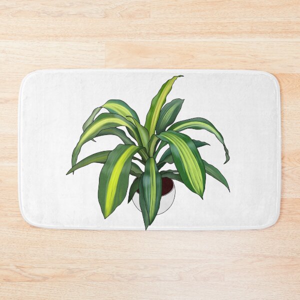Item preview, Dracaena Potted House Plant Collection designed and sold by laurasgallery.