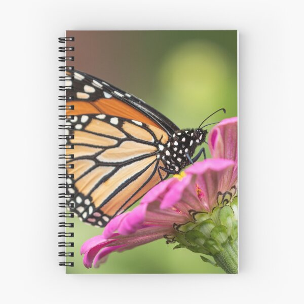 Item preview, Monarch On Zinnia 2016 designed and sold by Thomasyoung.