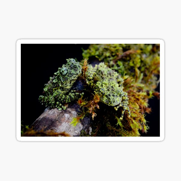 Aperçu de l'œuvre Grenouilles moussues vietnamiennes (Theloderma corticale) créée et vendue par Jason Weigner.