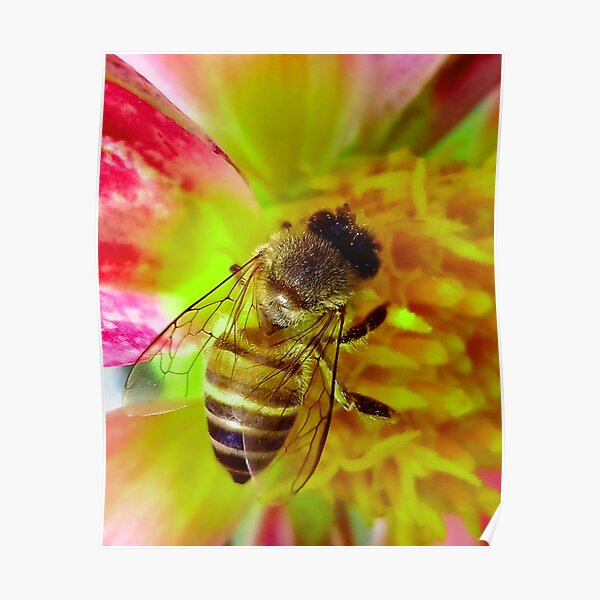  Cute Wholesome Bee Poster Poster