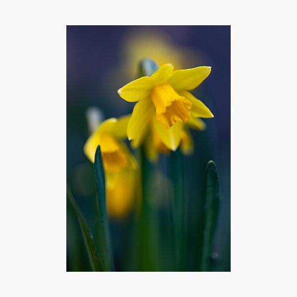Luminous daffodils Photographic Print