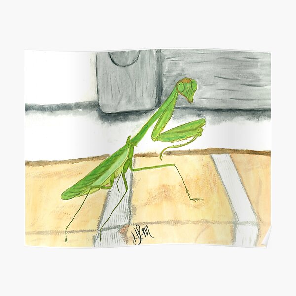 Praying Mantis Poster