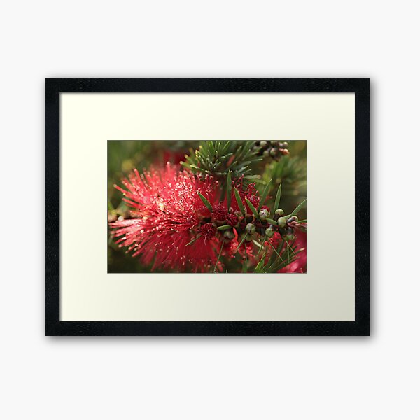 Australian Native 19 Framed Art Print