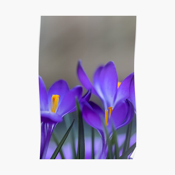Crocuses in a sea of purple Poster