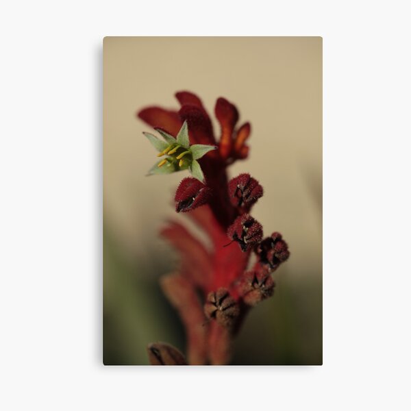 Item preview, Australian Native 24 designed and sold by beeden.