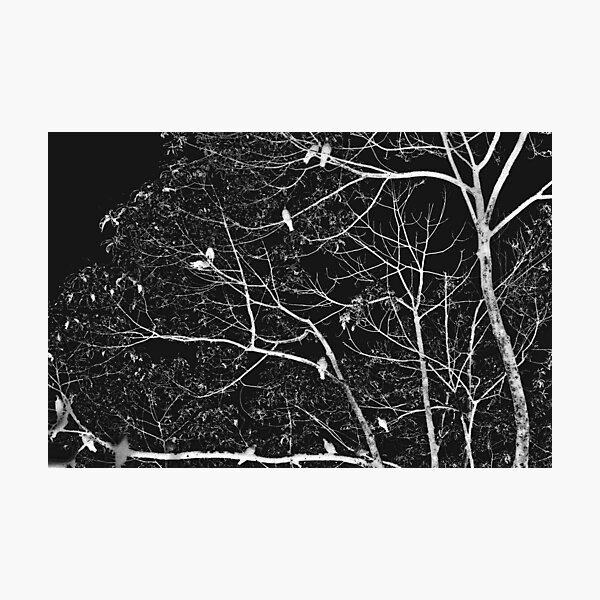 progenies of night Photographic Print