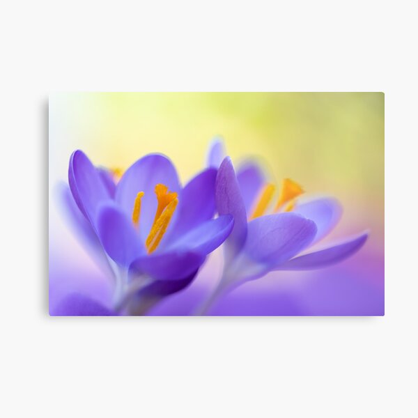 Purple crocuses with a touch of green Metal Print