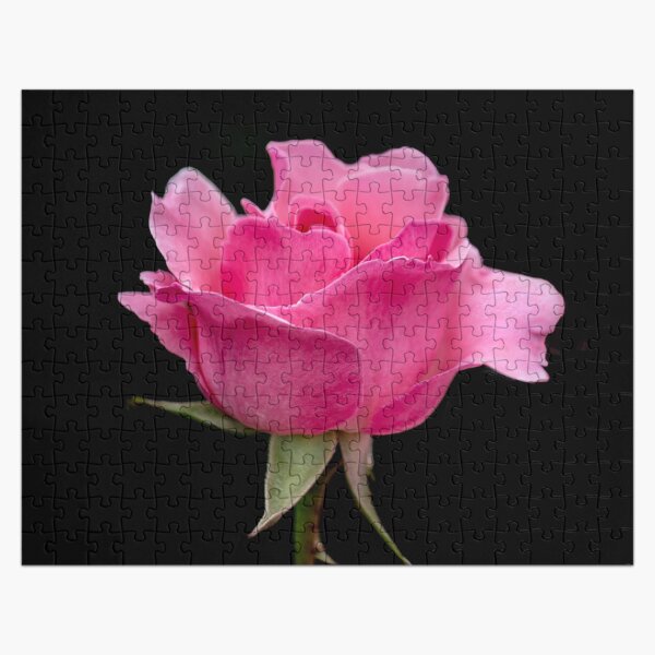 Pink Rose Jigsaw Puzzle