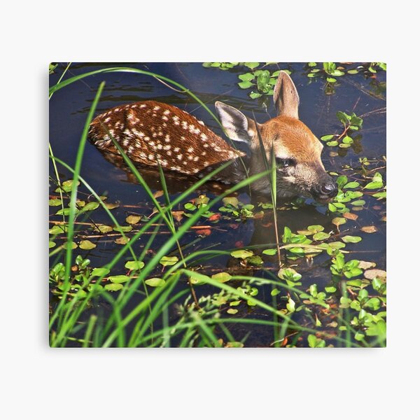 Oh Dear Metal Print