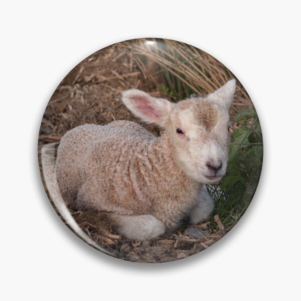 Item preview, Sweet Lamb designed and sold by GingerMan2550.