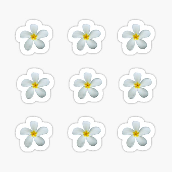 Artikel-Vorschau von Weiße Frangipani-Blüten mit blauem Hintergrund | Australische tropische Blumen, designt und verkauft von Lindsay Marie Patterns.