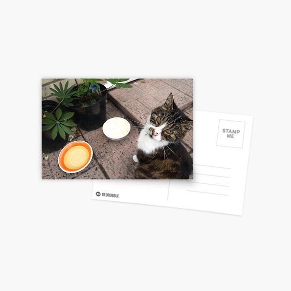 Hungry cat Postcard