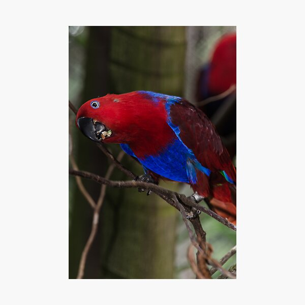 "Pardon?" Photographic Print