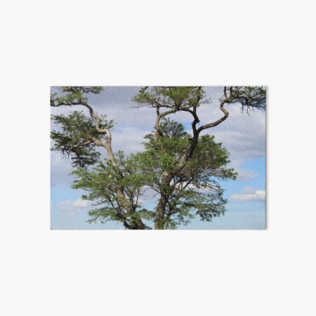 Perched On a Tree Art Board Print