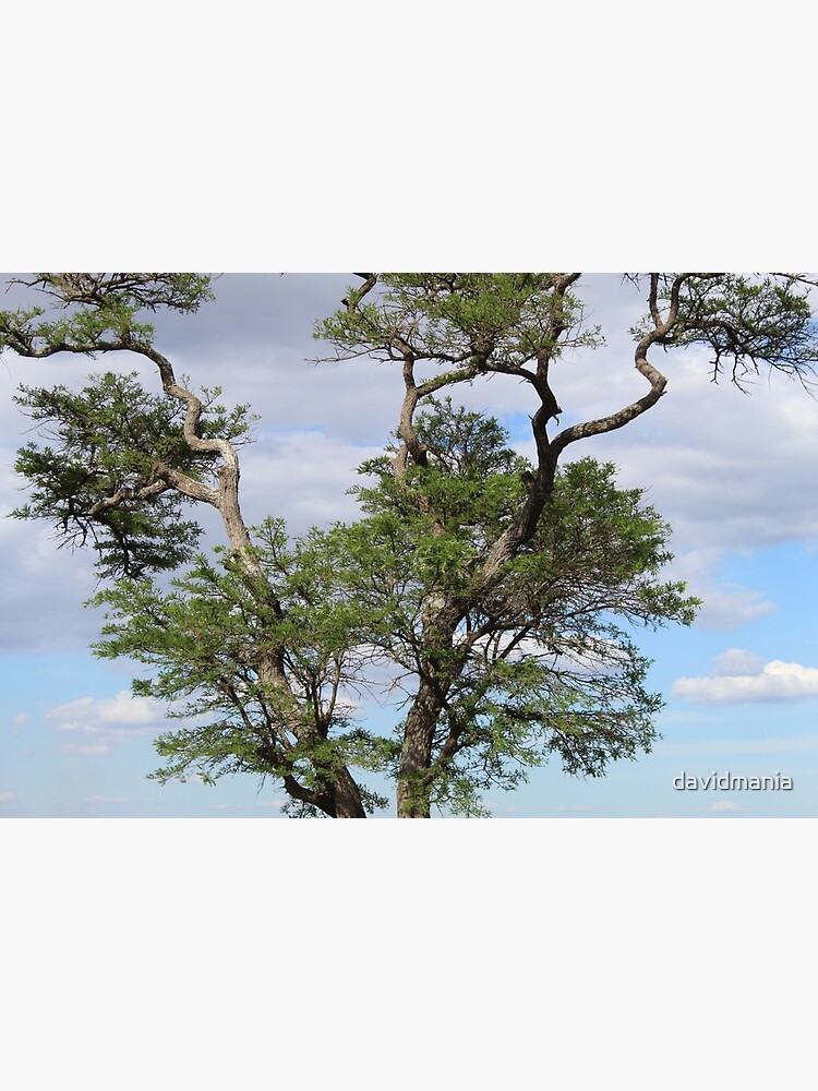 Perched On a Tree by davidmania