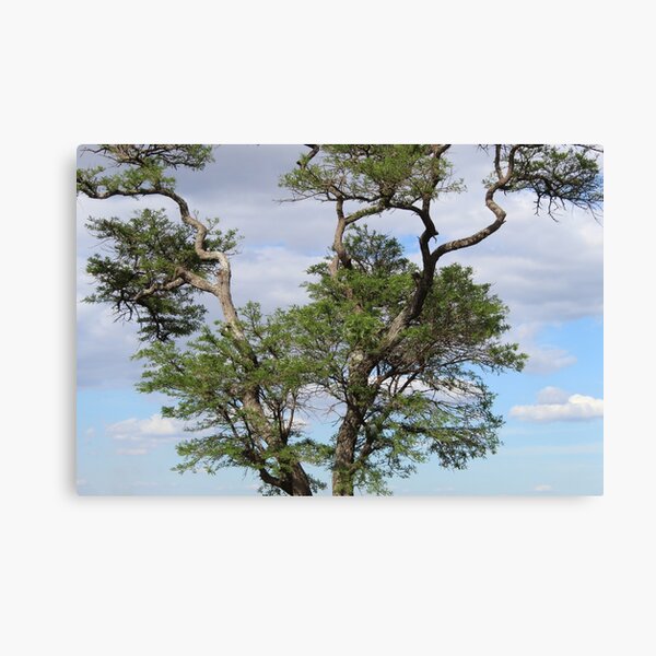 Perched On a Tree Canvas Print