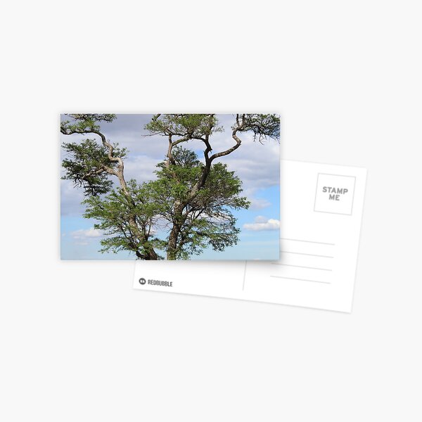 Perched On a Tree Postcard