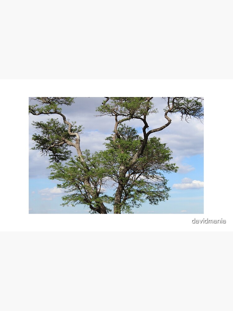 Perched On a Tree by davidmania