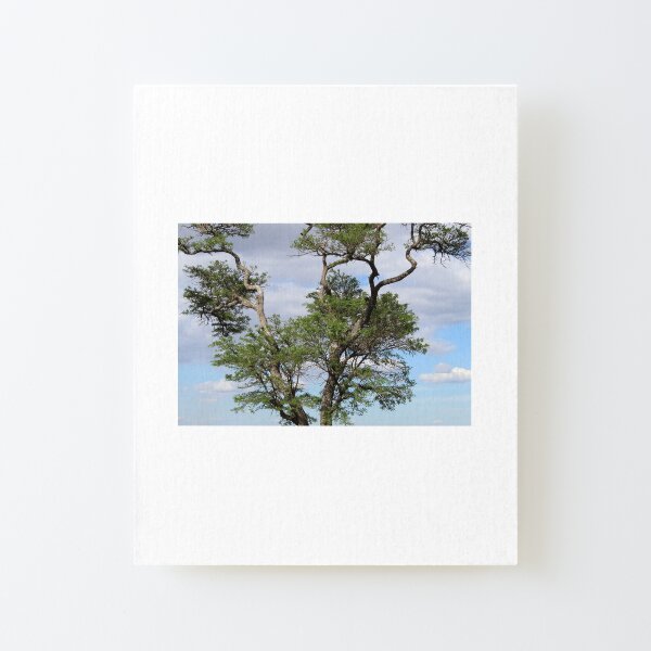 Perched On a Tree Canvas Mounted Print