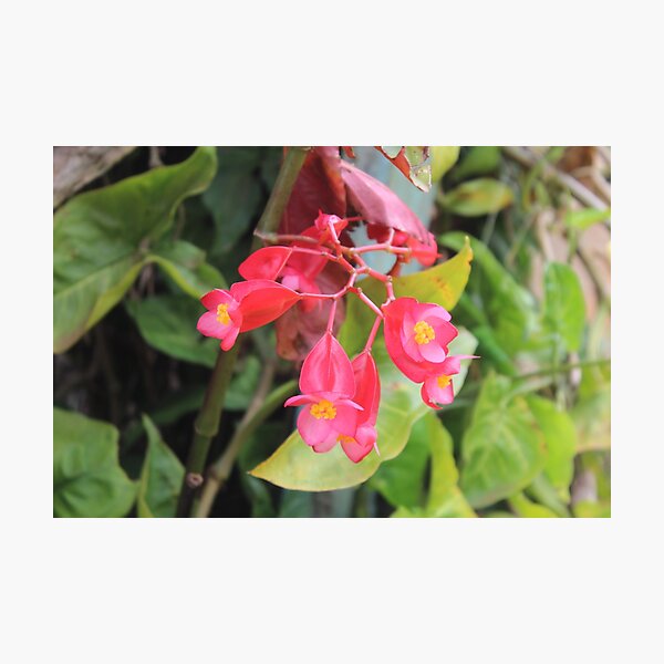 Blossoms Photographic Print