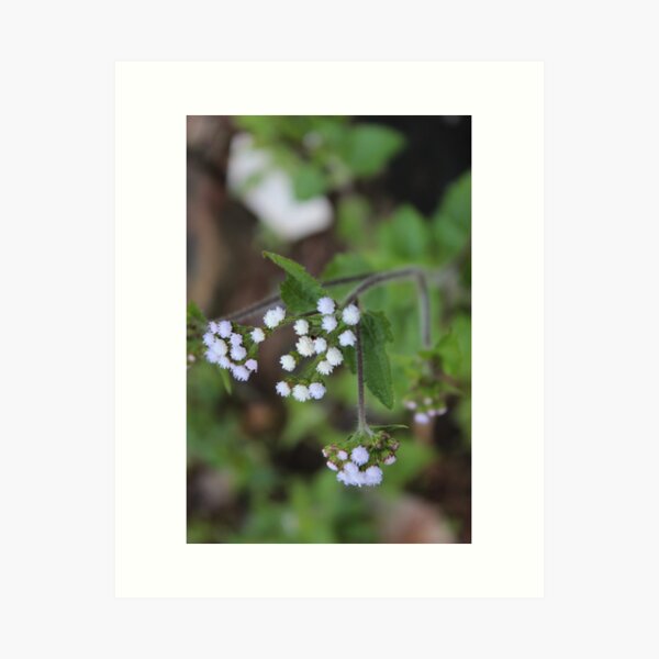 Us Art Print