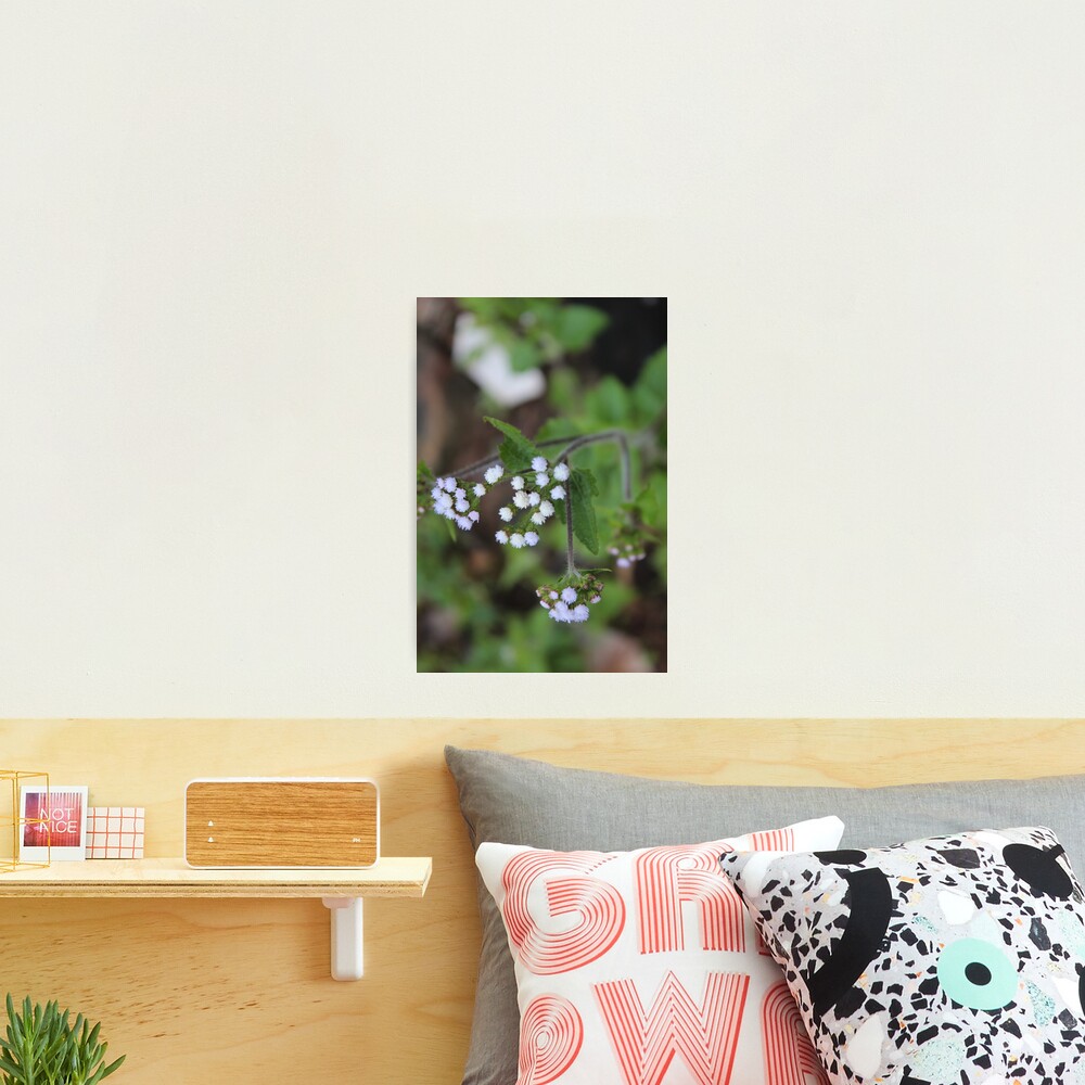 Us Photographic Print