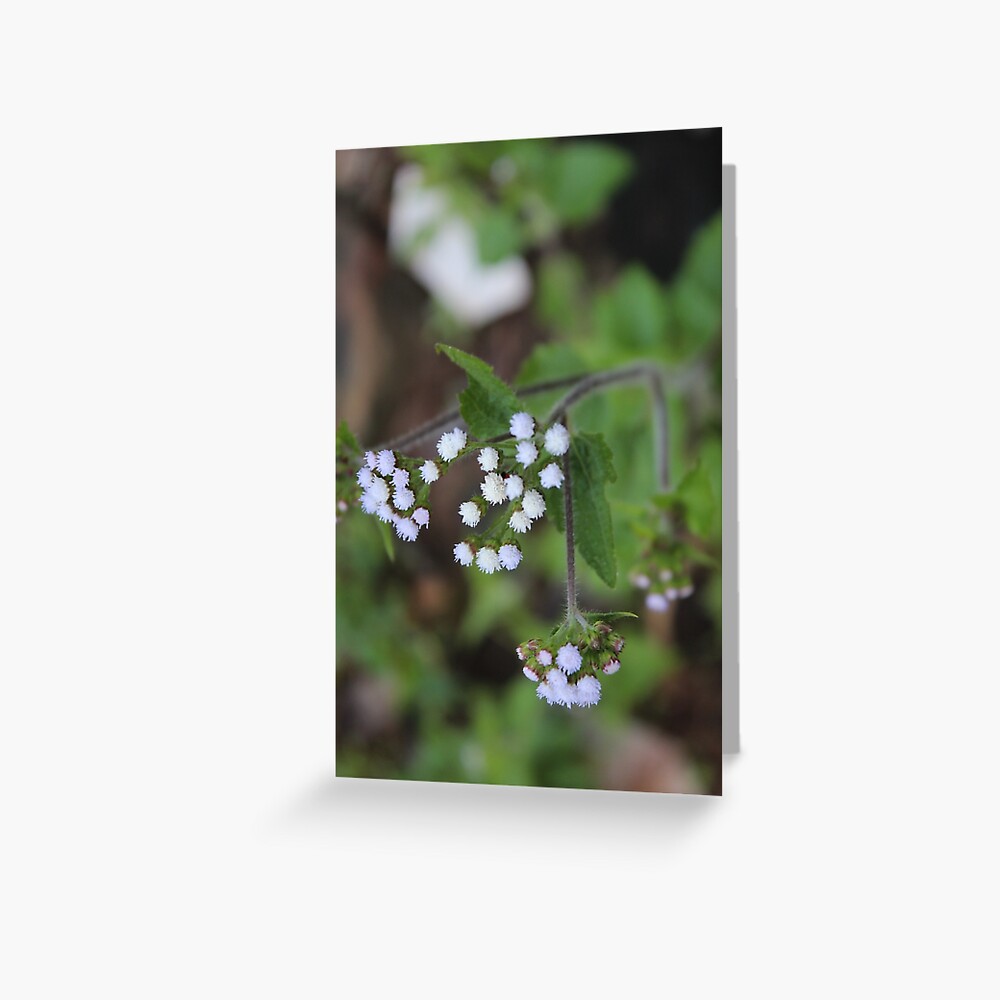 Us Greeting Card