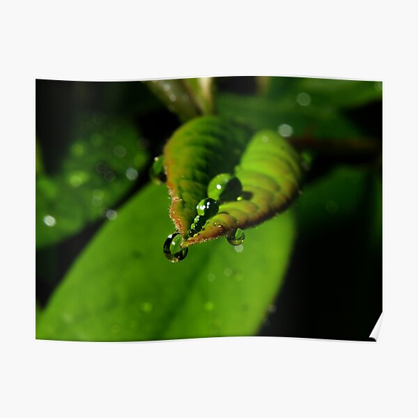 Raindrops on leaf Poster