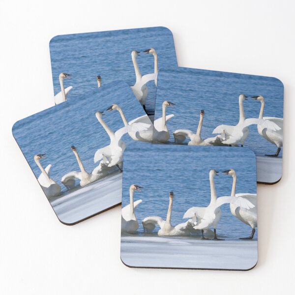 Item preview, Trumpeter Swans designed and sold by Jukka Jantunen.