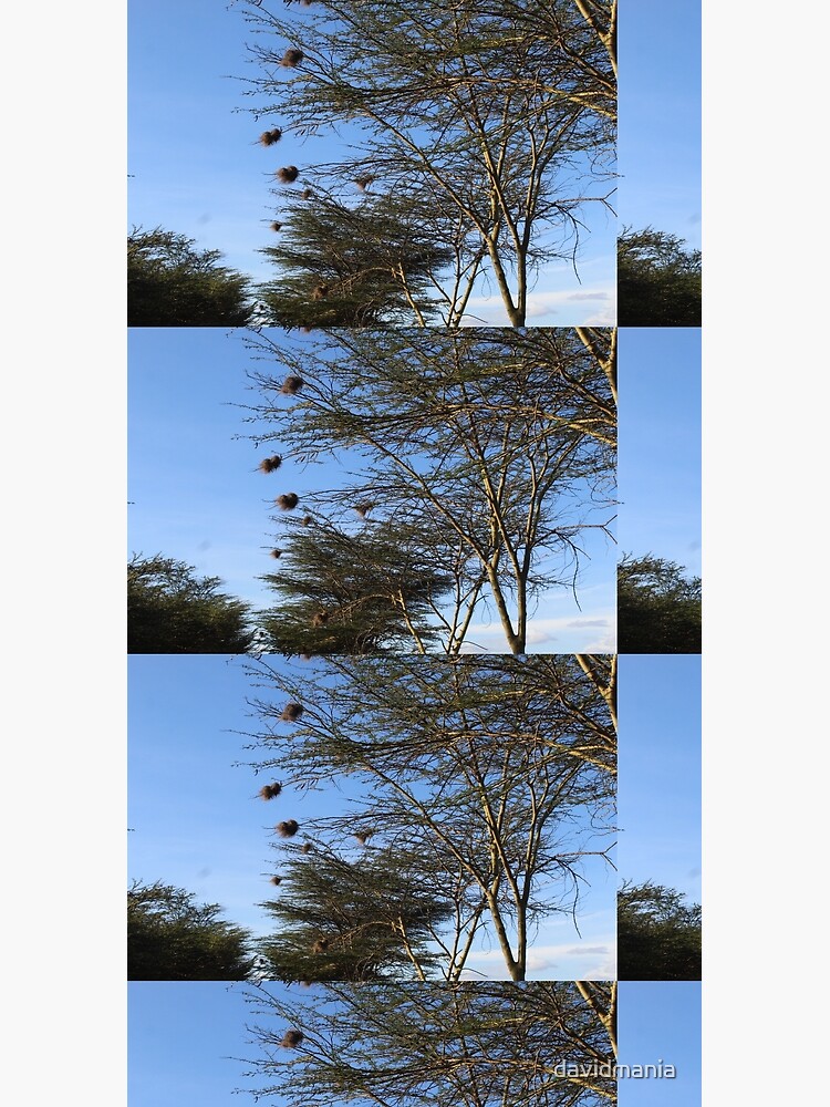 The Nest Collection by davidmania