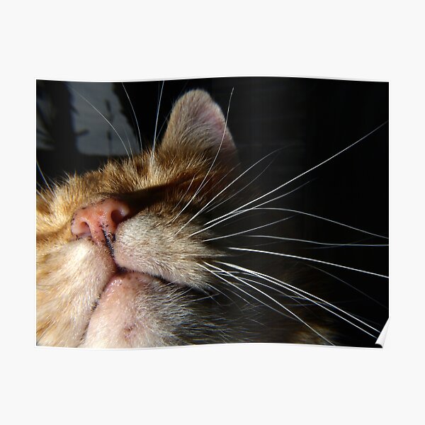 Ginger cat close-up at night Poster