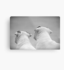 Bull Terrier Siblings Metal Print