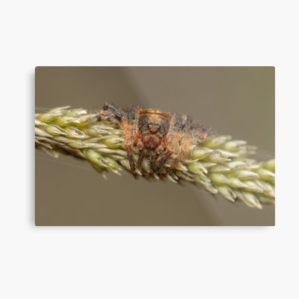 Wraparound spider - Dolophones sp. Metal Print