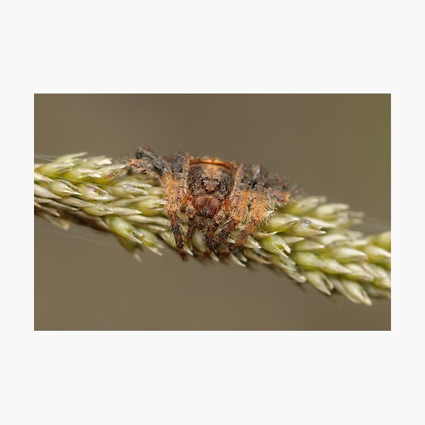 Wraparound spider - Dolophones sp. Photographic Print
