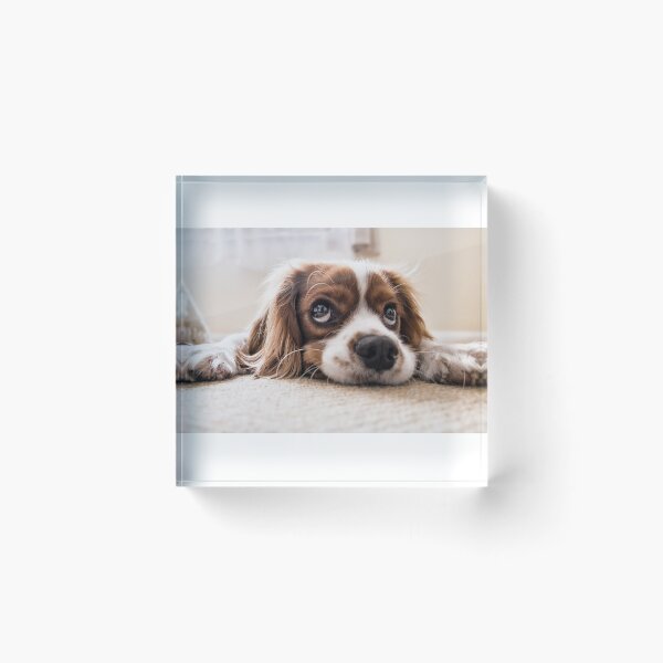 Item preview, Dog lovers designed and sold by redeemer77.
